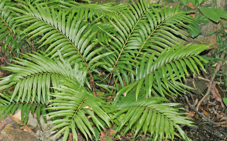 loai-duong-xi-blechnum-orientale.png