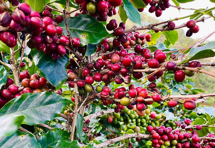 ca-phe-robusta-boc-hoi-hon-200-usdtan-chi-trong-1-tuan.jpg