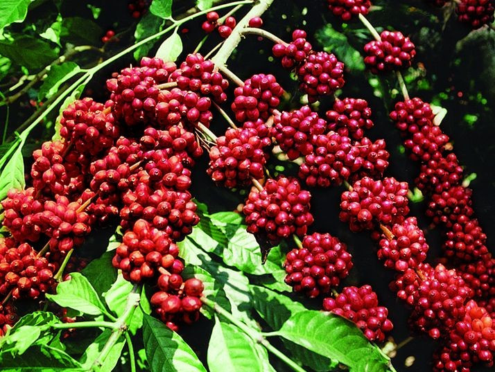 Domestic coffee prices continued to increase sharply by VND2,500-2,800/kg on August 17. Photo: Internet 11.jpg