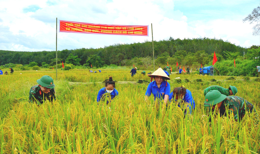 Bộ đội, đoàn viên thanh niên giúp dân thu hoạch lúa. Ảnh: Vĩnh Hoàng 19-1.jpg
