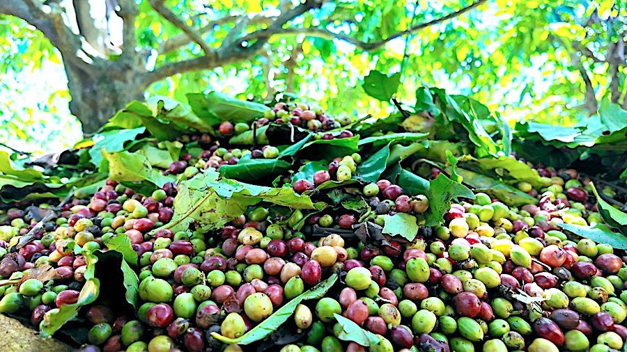 Ngày 2-8, giá cà phê trong nước chính thức đạt mốc 100.000 đồng/kg. Ảnh: Ngọc Duy 1.jpg