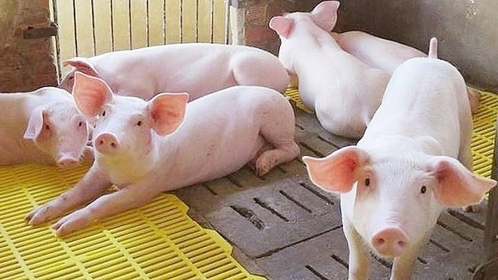 Giá heo hơi giảm 1.000-2.000 đồng/kg ở miền Bắc và miền Trung trong ngày 16-9. Ảnh: Internet gia-heo-hoi-giam-1000-2000-dongkg-o-mien-bac-va-mien-trung.jpg
