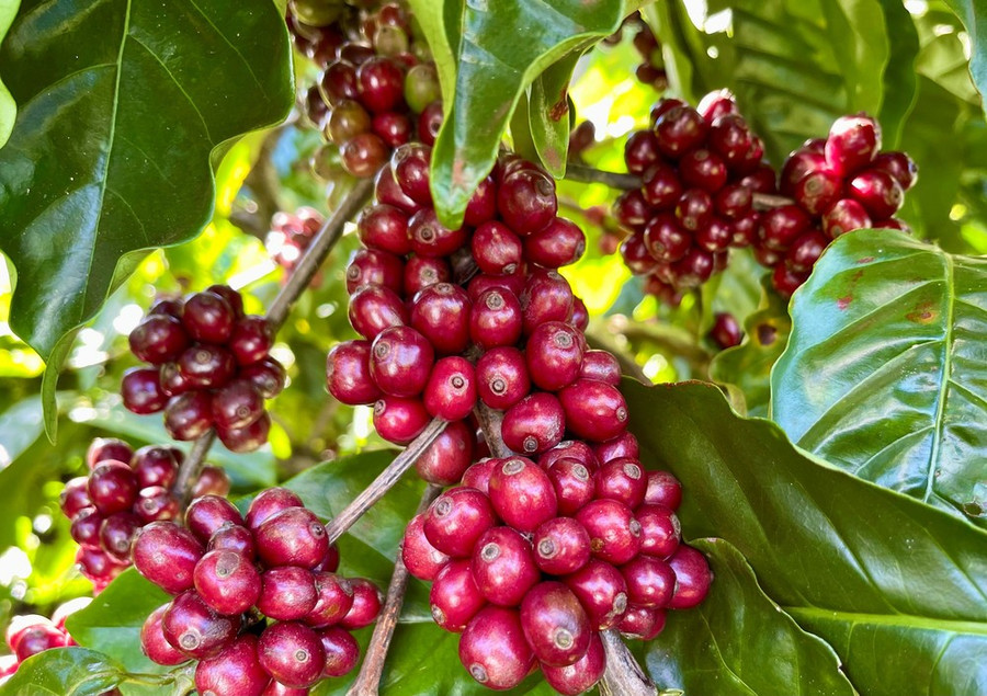 Ngày 21-9, giá cà phê trong nước “lao dốc” mạnh 5.000 đồng/kg. Ảnh: V.T ngay-21-9-gia-ca-phe-trong-nuoc-lao-doc-manh-5000-dongkg.jpg