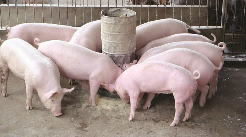 Los precios del cerdo continuaron bajando entre 1.000 y 2.000 VND/kg el 10 de octubre. Foto: Internet gia-heo-hoi-tiep-da-giam-1000-2000-dongkg.jpg