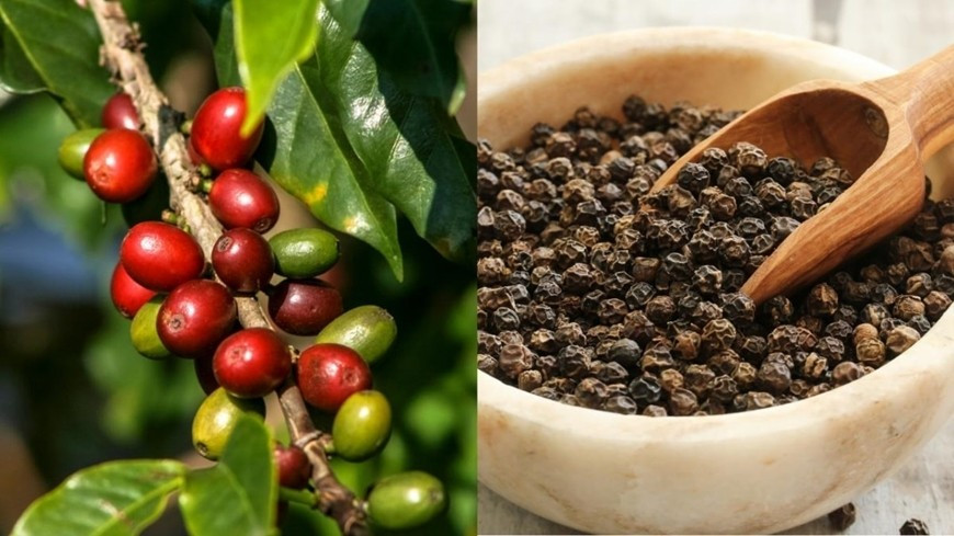 Giá cà phê tăng nhẹ 100-200 đồng/kg, hồ tiêu vẫn đi ngang trong ngày 12-8. Ảnh minh họa: Internet caphe.jpg