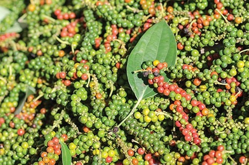 Giá hồ tiêu tăng đến 2.000 đồng/kg trong ngày 28-10. Ảnh: Internet gia-ho-tieu-tang-den-2000-dongkg-ca-phe-nhich-nhe-3875.jpg