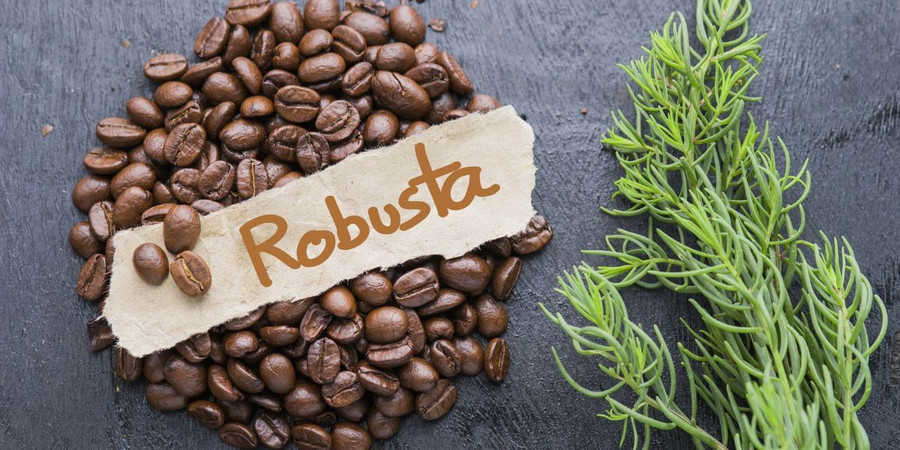 De koffieprijzen in Gia Lai daalden het sterkst in het land en bereikten op 16 november 109.800 VND/kg. Foto: Internet ca-phe-gia-lai-giam-gia-manh-xuong-con-109800-dongkg.jpg