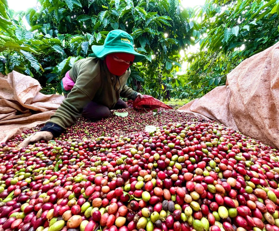 ngay-20-12-gia-ca-phe-gia-lai-giam-con-89000-dongkg.jpg