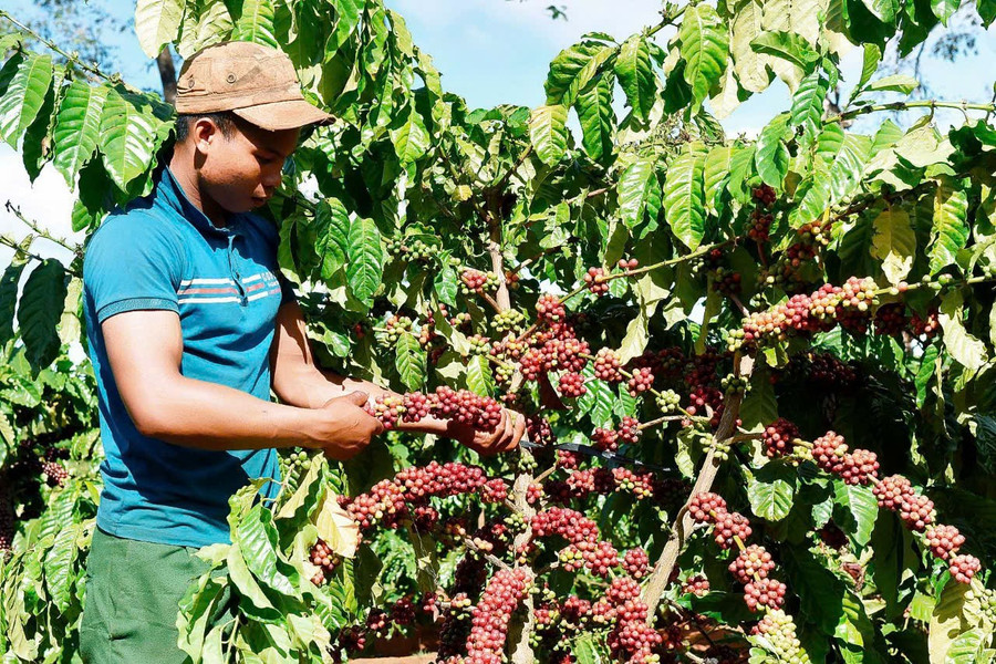 Giá cà phê hôm nay (22-7) được thương lái thu mua trung bình ở mức 93.700 đồng/kg. Ảnh: M.T z6043370184084-c332c7b8faef401ab16accb08ae167b9.jpg