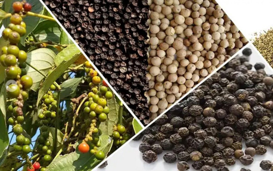 Giá hồ tiêu trong nước ngày 4-8 duy trì ổn định so với hôm qua và neo ở mức tương đối cao. Ảnh: Internet ca-phe.jpg