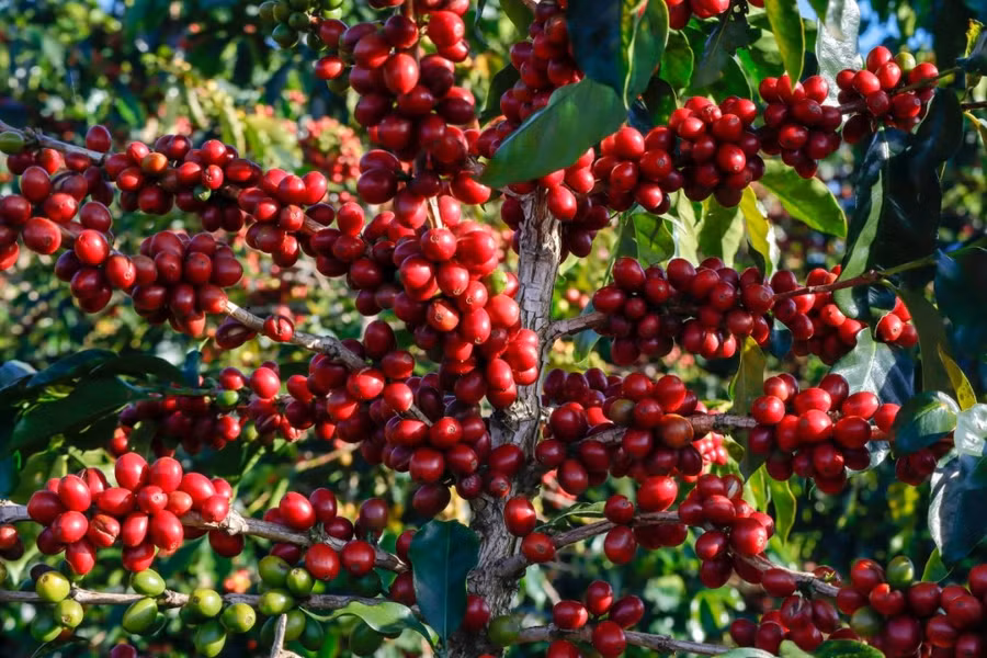gia-ca-phe-dao-chieu-giam-manh-1300-1400-dongkg.jpg