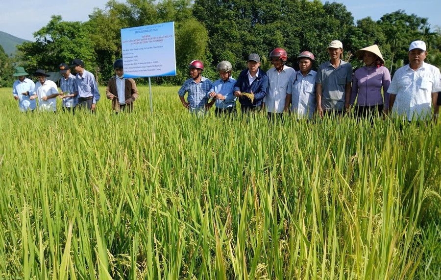 Các hộ dân tham quan mô hình. Ảnh: T.N cac-ho-nong-dan-tham-quan-mo-hinh.jpg