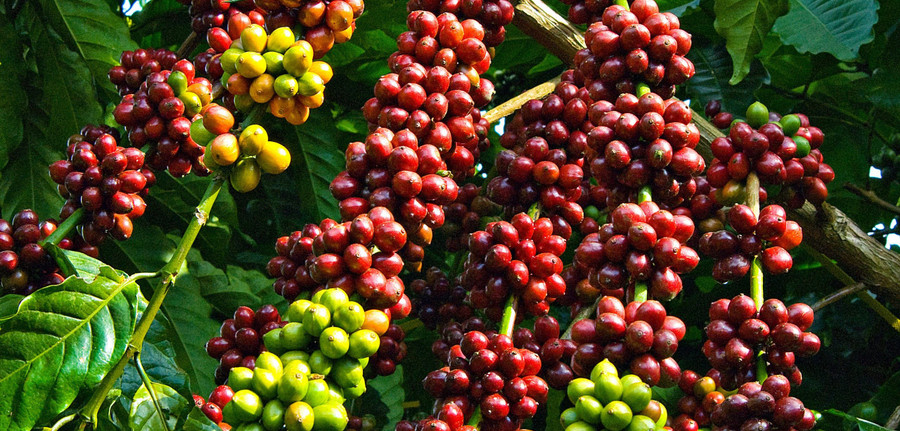 Giá cà phê tăng 800-1.000 đồng/kg trong ngày 18-10. Ảnh: Internet gia-ca-phe-tang-800-1000-dongkg-trong-ngay-18-10.jpg