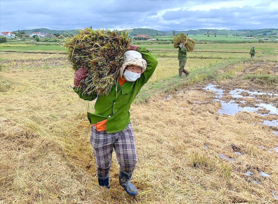 Lúa tươi đồng loạt tăng 200-400 đồng/kg trong ngày 30-9. Ảnh: M.T lua-tuoi-dong-loat-tang-200-400-dongkg-trong-ngay-30-9.jpg