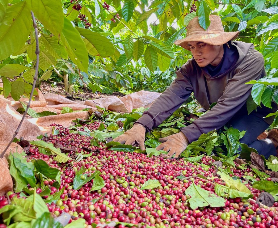 Sau chuỗi ngày giảm sâu, giá cà phê trong nước hôm nay quay đầu tăng nhẹ trở lại. Ảnh: V.T sau-chuoi-ngay-giam-sau-hom-nay-23-9-gia-ca-phe-trong-nuoc-quay-dau-tang-nhe-tro-lai-500-700-dongkg.jpg