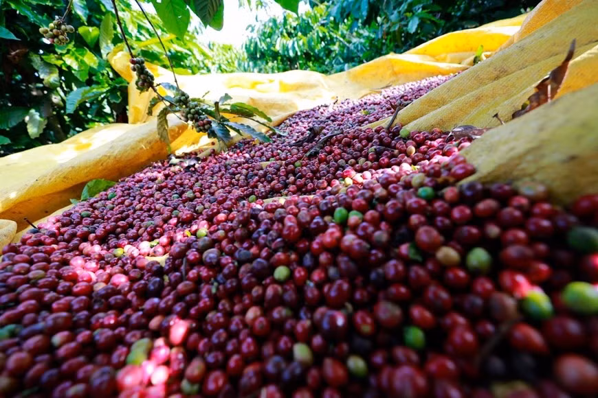 Theo các chuyên gia, xu hướng tăng giá của mặt hàng cà phê có thể sẽ tiếp tục được duy trì trong thời gian tới. Ảnh: Internet