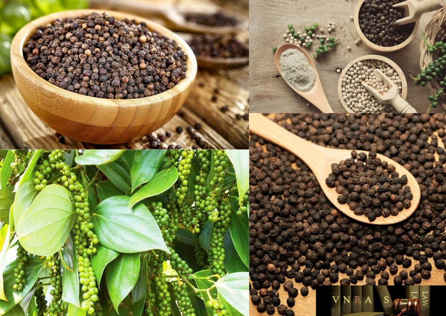 Ngày 10-9, giá thu mua được ghi nhận cao nhất là tại 2 tỉnh Đắk Lắk và Lâm Đồng với 153.000 đồng/kg. Ảnh: Internet hotieutanggiangay10t9.jpg