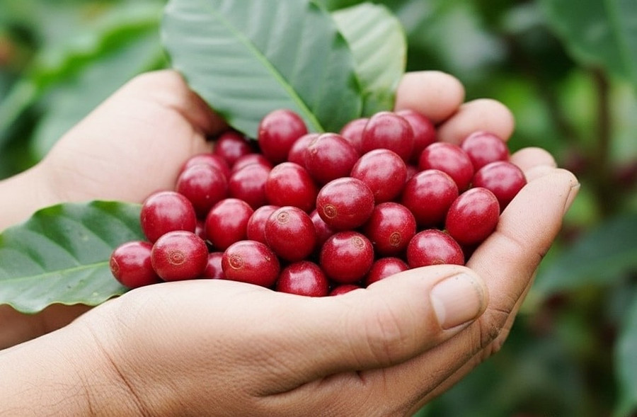 Tại tỉnh Gia Lai, cà phê đang được giao dịch ở mốc 115.100 đồng/kg trong ngày 5-9. Ảnh minh họa: nongnghiepmoitruong.vn gia-ca-phe-hom-nay-000307-893-125413.jpg