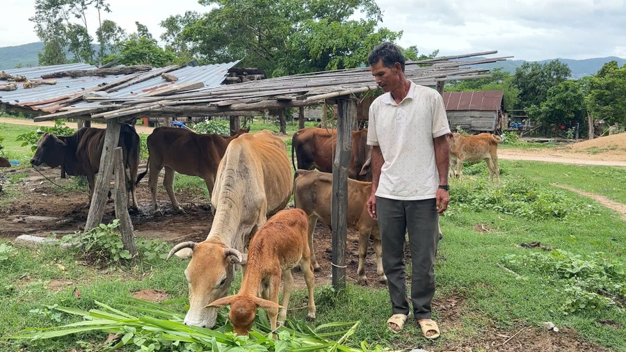 Đàn bò của ông Rah Lan Toan phát triển tốt khi được chăn thả dưới tán rừng trồng. Ảnh: Ngô Thu 4.jpg