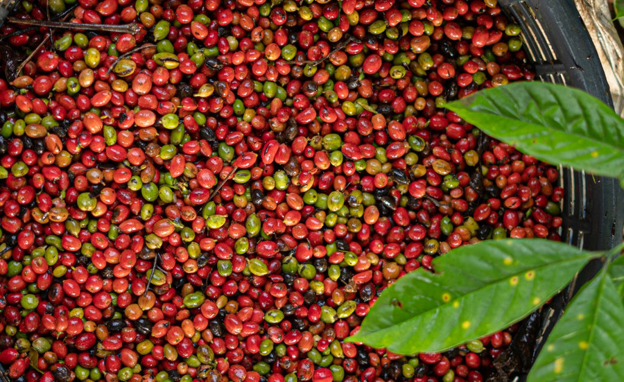 Giá cà phê Gia Lai giảm còn 115.300 đồng/kg trong ngày 29-10. Ảnh: Internet gia-ca-phe-gia-lai-giam-1200-dong-ve-115300-dongkg.png