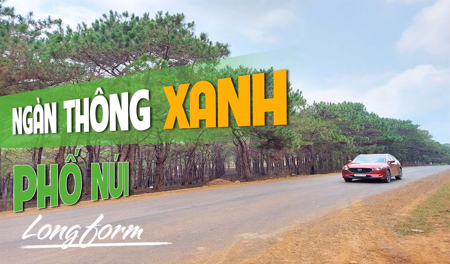 Ngàn thông xanh Phố núi