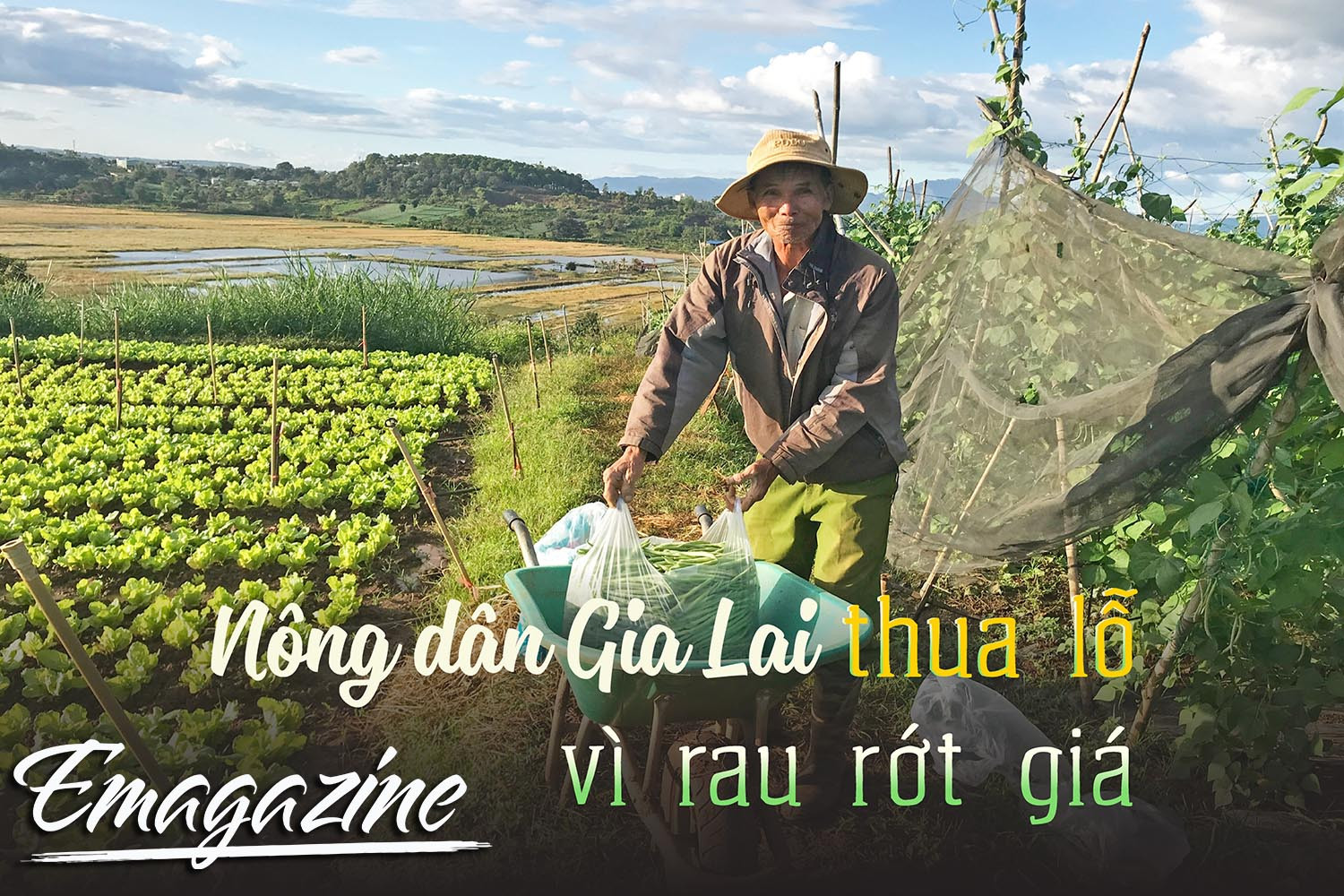 Nông dân Gia Lai thua lỗ vì rau rớt giá
