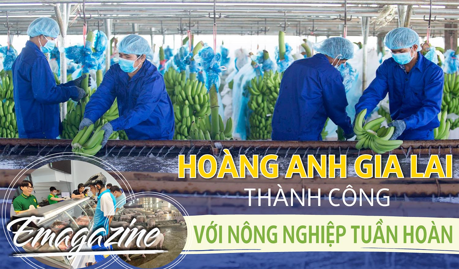 Hoàng Anh Gia Lai thành công với nông nghiệp tuần hoàn