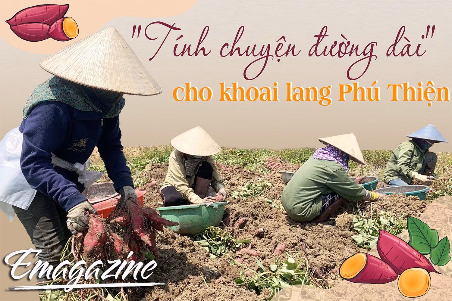 "Tính chuyện đường dài" cho khoai lang Phú Thiện