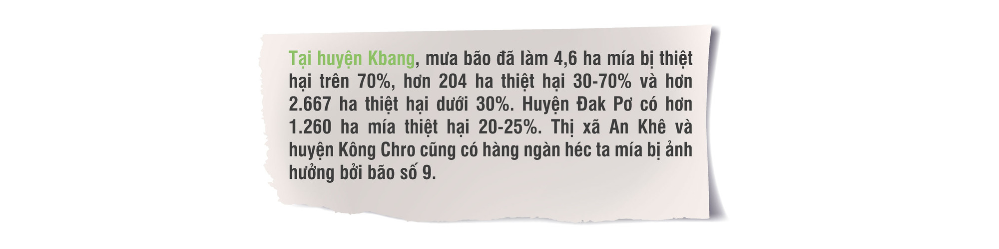 Người trồng mía thiệt hại nặng nề do mưa bão ảnh 4