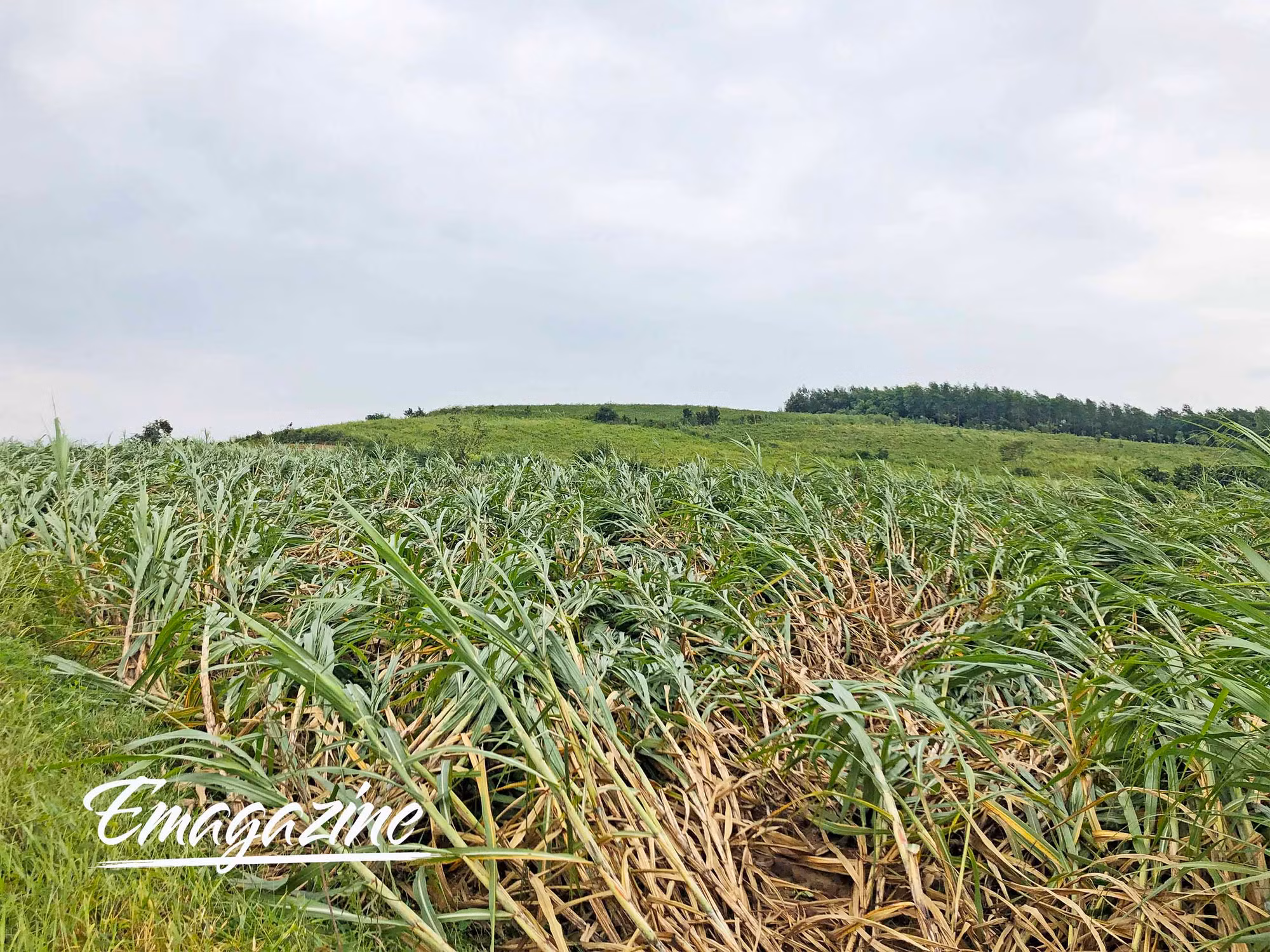 Người trồng mía thiệt hại nặng nề do mưa bão