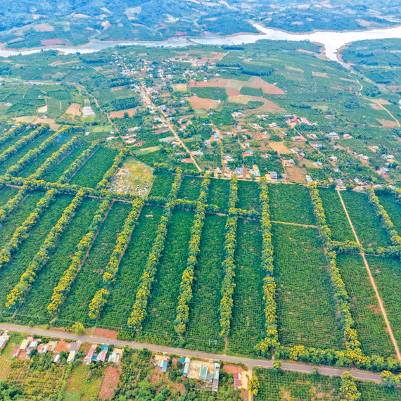 Mùa thu vàng ở thung lũng Kon Gang 
