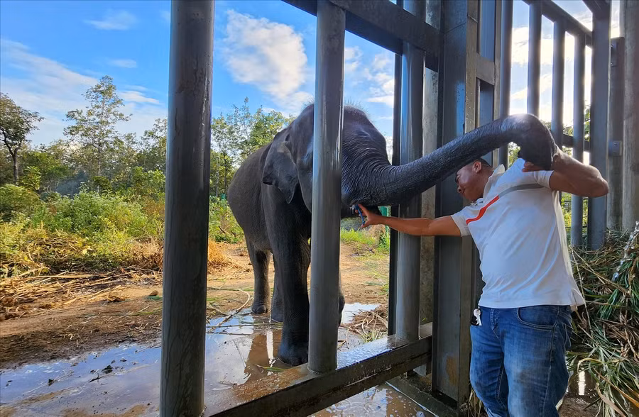 Cán bộ Trung tâm Bảo tồn voi, Cứu hộ động vật và Bảo vệ rừng tỉnh Đắk Lắk bơm thuốc sát trùng vết thương cho voi Gold