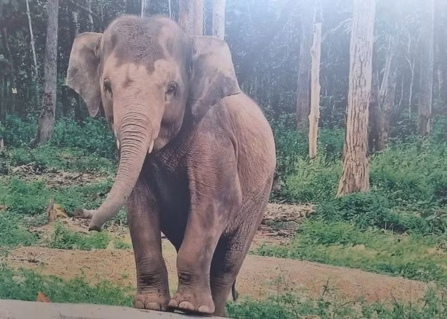 Đến nay voi Gold được 9 tuổi, nặng 1,6 tấn