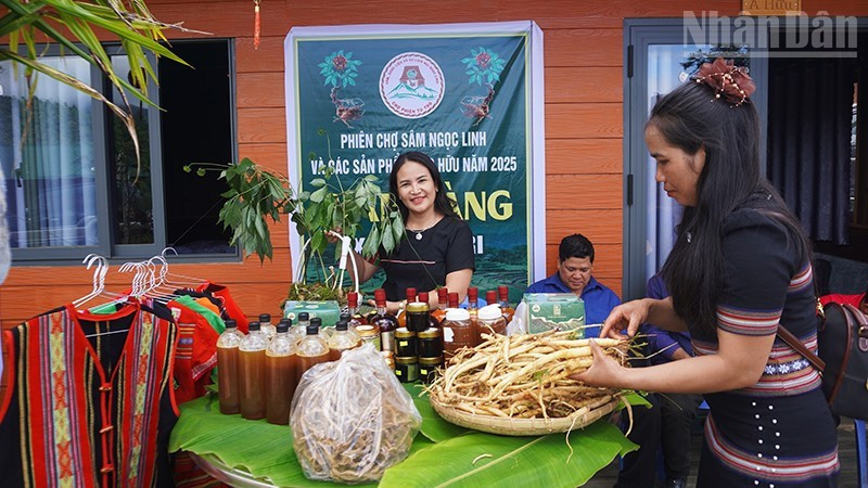 Huyện Tu Mơ Rông phát triển đa dạng các sản phẩm từ dược liệu. Huyện Tu Mơ Rông phát triển đa dạng các sản phẩm từ dược liệu.