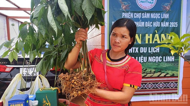 Sâm Ngọc Linh, cây dược liệu chủ lực giúp đồng bào Xơ Đăng, huyện Tu Mơ Rông vươn lên thoát nghèo bền vững. Sâm Ngọc Linh, cây dược liệu chủ lực giúp đồng bào Xơ Đăng, huyện Tu Mơ Rông vươn lên thoát nghèo bền vững.