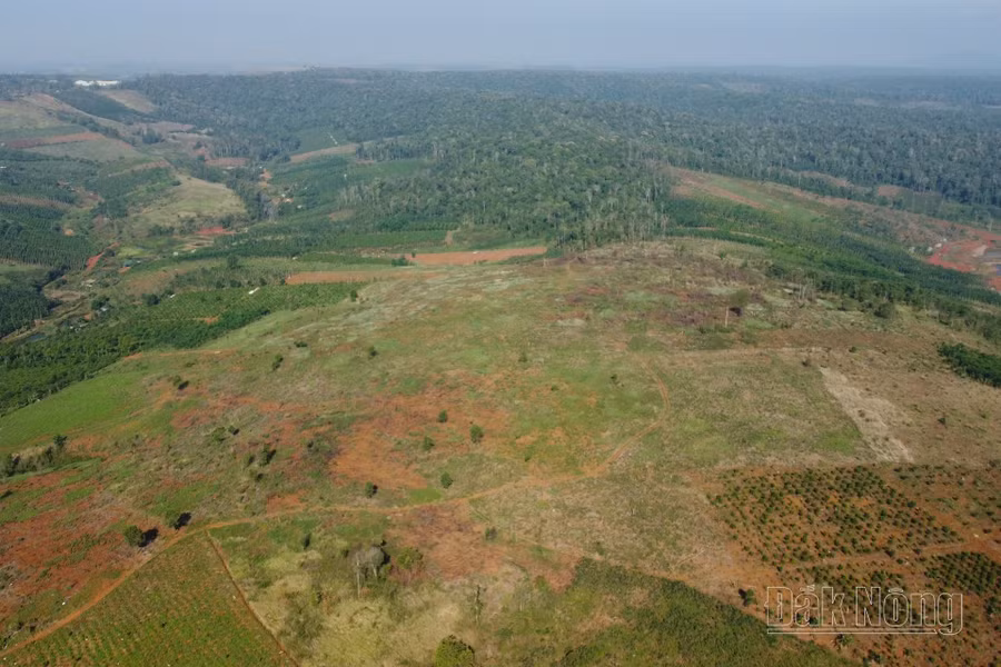 Lâm phần quản lý của Công ty TNHH MTV Đắk N'Tao tại xã Quảng Sơn, huyện Đắk Glong đang rất "nóng" tình trạng phá rừng, lấn chiếm đất lâm nghiệp