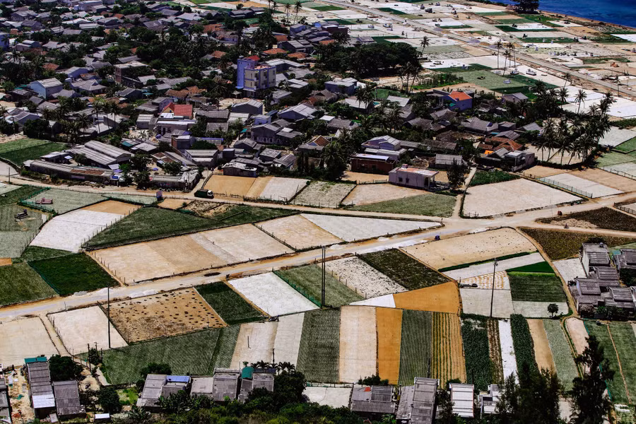 Ruộng trồng tỏi ở Lý Sơn