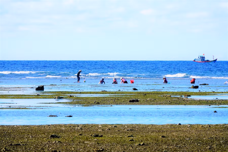 Thu hoạch rau câu ở đặc khu Lý Sơn