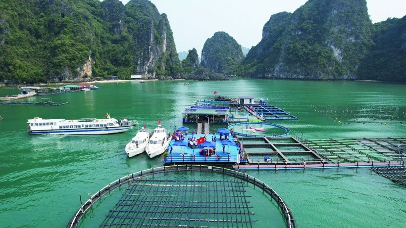 Mô hình nuôi trồng thủy sản trên biển bằng công nghệ hiện đại kết hợp du lịch trải nghiệm tại Quảng Ninh. (Ảnh: PHÙ VÂN) Mô hình nuôi trồng thủy sản trên biển bằng công nghệ hiện đại kết hợp du lịch trải nghiệm tại Quảng Ninh. (Ảnh: PHÙ VÂN)