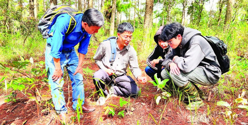 Tiến sĩ nấm học Trương Bình Nguyên hướng dẫn sinh viên Khoa Sinh học Trường đại học Đà Lạt phân biệt các loại nấm rừng thông Đà Lạt. Tiến sĩ nấm học Trương Bình Nguyên hướng dẫn sinh viên Khoa Sinh học Trường đại học Đà Lạt phân biệt các loại nấm rừng thông Đà Lạt.