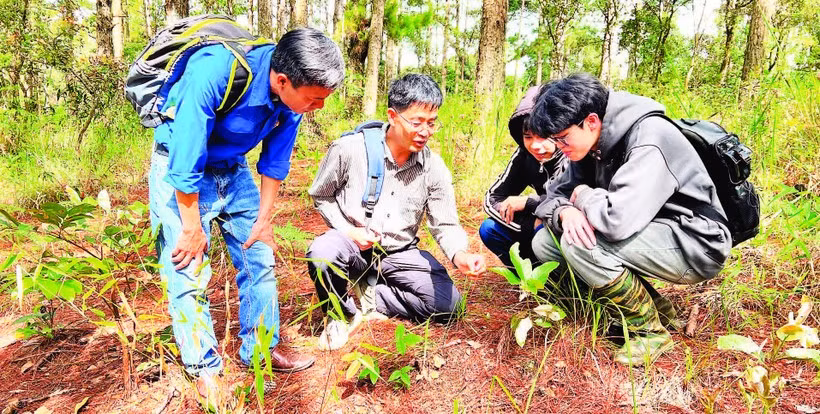 Tiến sĩ nấm học Trương Bình Nguyên hướng dẫn sinh viên Khoa Sinh học Trường đại học Đà Lạt phân biệt các loại nấm rừng thông Đà Lạt.