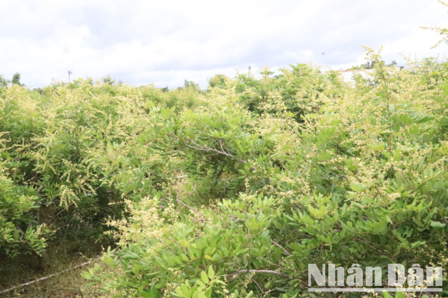 Vườn nhãn xuồng cơm vàng của gia đình chị Phạm Thị Chi đang mùa ra hoa.