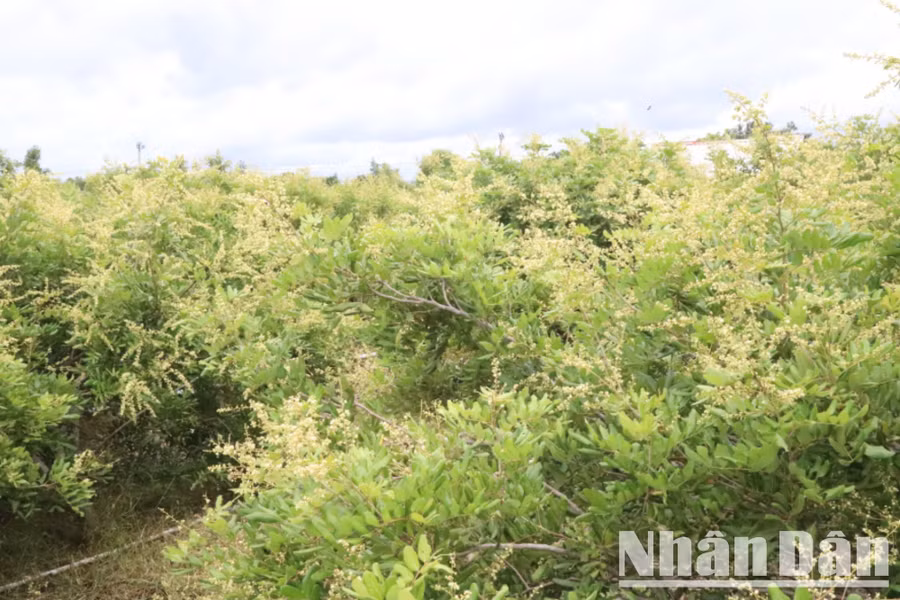 Vườn nhãn xuồng cơm vàng của gia đình chị Phạm Thị Chi đang mùa ra hoa.