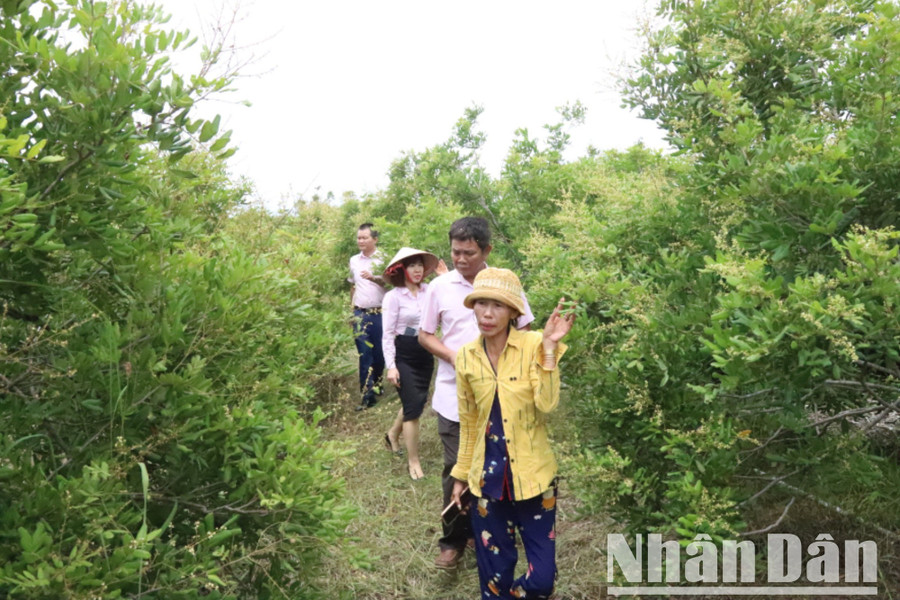 Từ nguồn vốn vay tín dụng chính sách về trồng nhãn xuồng cơm vàng đã giúp gia đình chị vươn lên thoát nghèo.