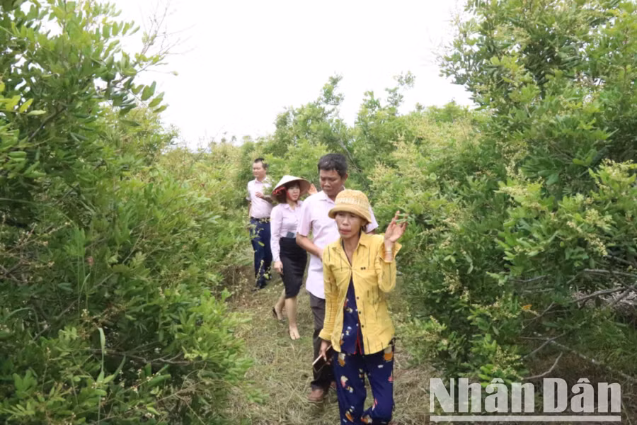 Từ nguồn vốn vay tín dụng chính sách về trồng nhãn xuồng cơm vàng đã giúp gia đình chị vươn lên thoát nghèo.