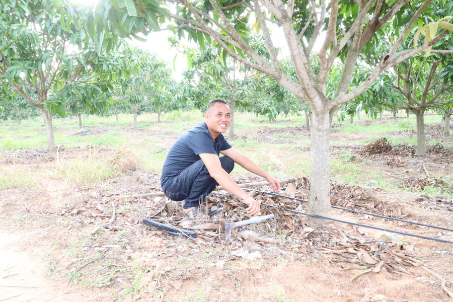 Năm 2022, anh Đặng Văn Thương được Ngân hàng Chính sách xã hội huyện Ea Súp cho vay 60 triệu đồng để đầu tư hệ thống tưới nhỏ giọt và phân bón chăm sóc vườn xoài.