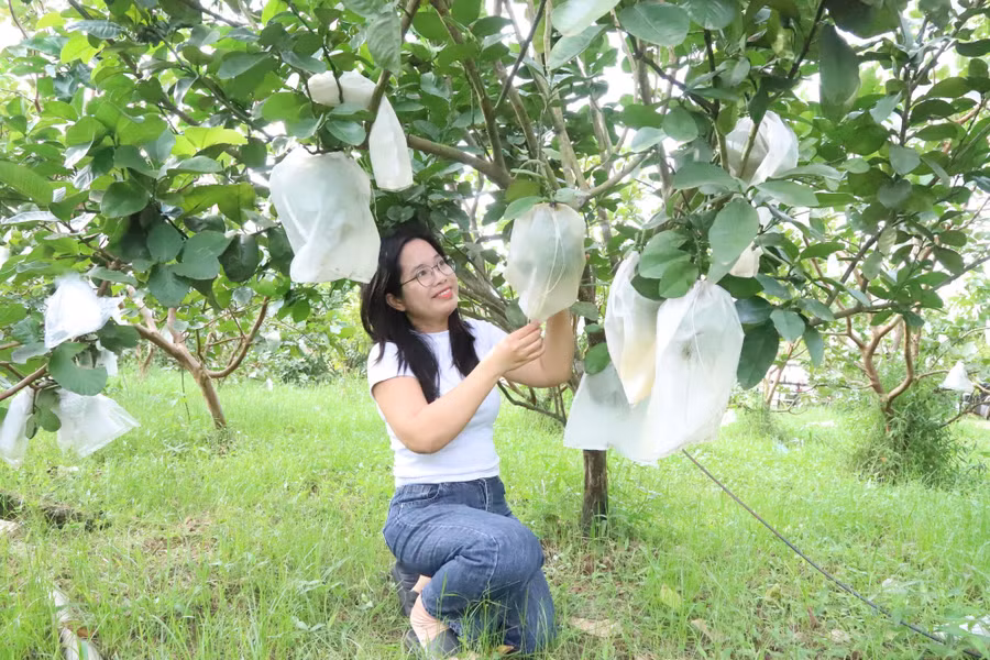 Chị Nguyễn Thị Bích cho biết, nhờ nguồn vốn tín dụng chính sách đã giúp chị vượt qua khó khăn, đầu tư vườn cây xanh tốt và có kết quả như ngày hôm nay.