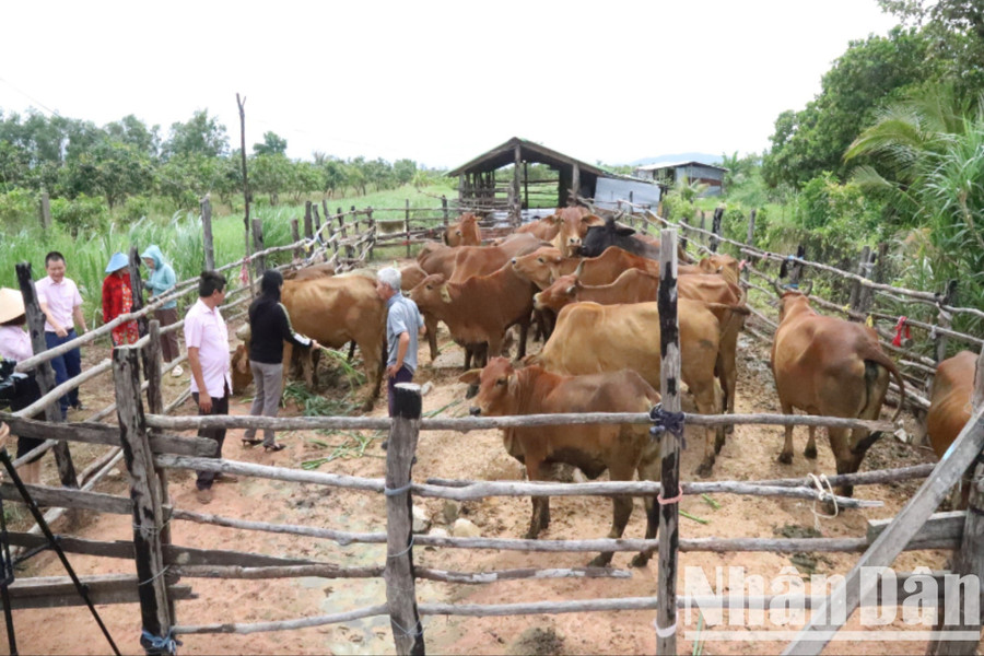 Không chỉ làm giàu cho riêng mình, ông Nguyễn Văn Tuấn còn hướng dẫn cho một số gia đình khác phát triển mô hình chăn nuôi bò từ nguồn vốn vay ưu đãi của Ngân hàng Chính sách xã hội huyện Ea Súp để cùng vươn lên thoát nghèo.