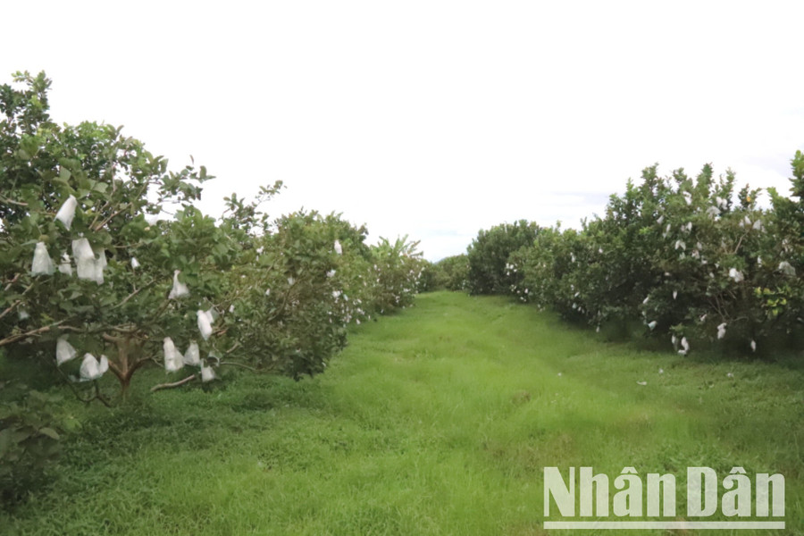Vườn ổi ruby của chị Nguyễn Thị Bích phát triển xanh tốt trên địa bàn biên giới.