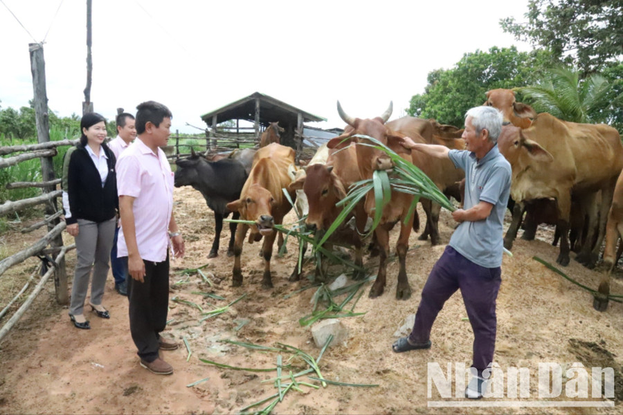 Còn đây là mô hình chăn nuôi bò của gia đình ông Nguyễn Văn Tuấn ở thôn Thịnh Phú, xã biên giới Ia Lốp, huyện Ea Súp, từ nguồn vốn vay tín dụng chính sách, ông đầu tư nuôi bò từ năm 2007 đến nay. Mô hình chăn nuôi bò đã giúp gia đình ông xây dựng được nhà cửa khang trang và hiện đàn bò phát triển tới 28 con.